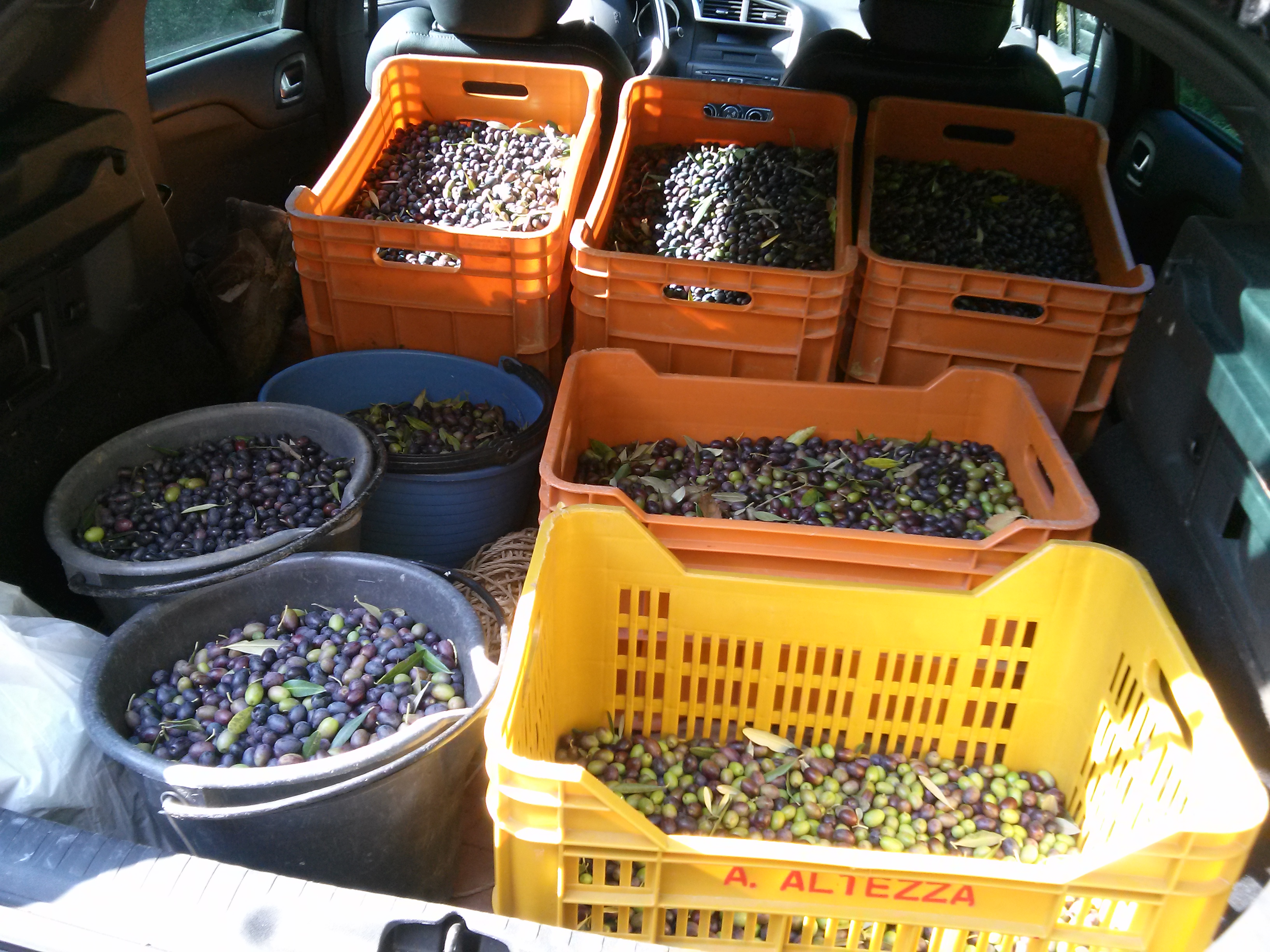 cestini raccolta olive