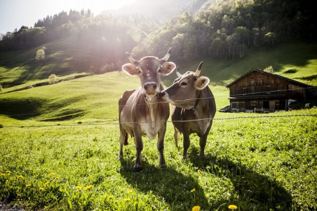 adotta-una-mucca