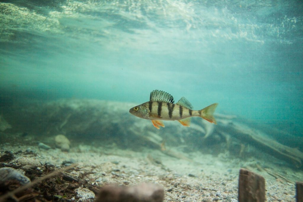 pesce-persico-lago-vittoria