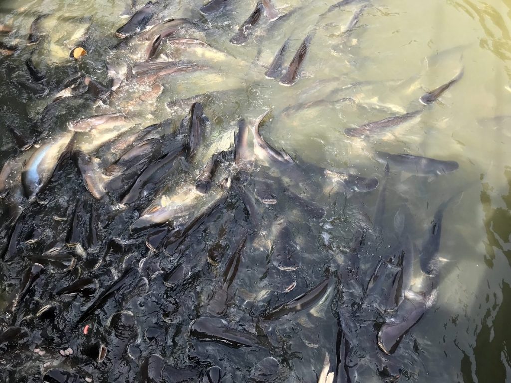 report-allevamenti-intensivi-pesce
