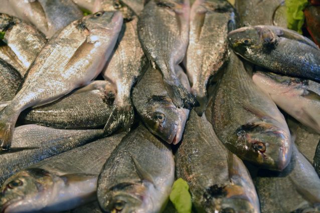 report-pesce-allevato