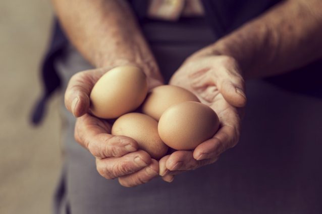 uova-galline-allevate-a-terra
