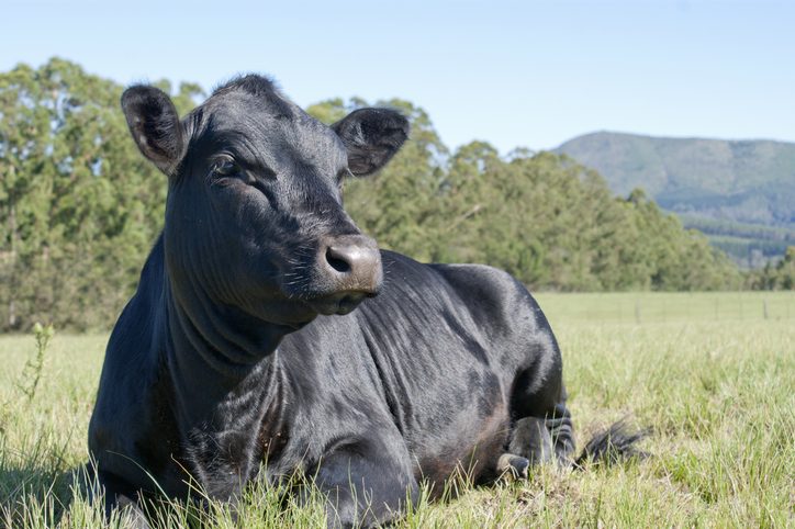 mucca-razza-wagyu