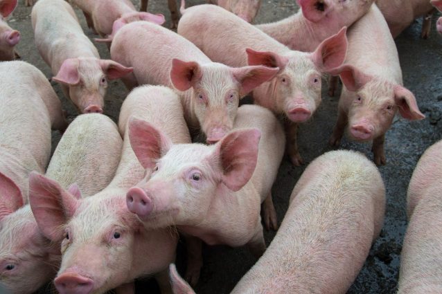 Peste suina: la Guardia di Finanza sequestra 10 kg di carne di maiale illegale a Padova