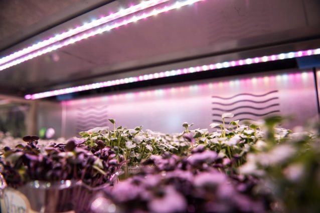 Grow Unit: la serra portatile italiana che ha conquistato anche Masterchef