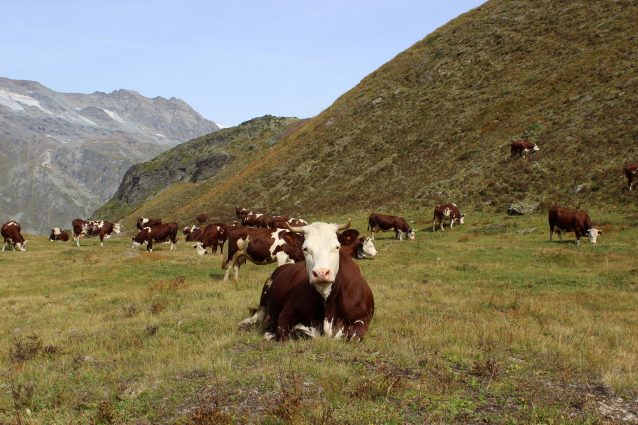 Fontina Dop: storia, produzione usi in cucina