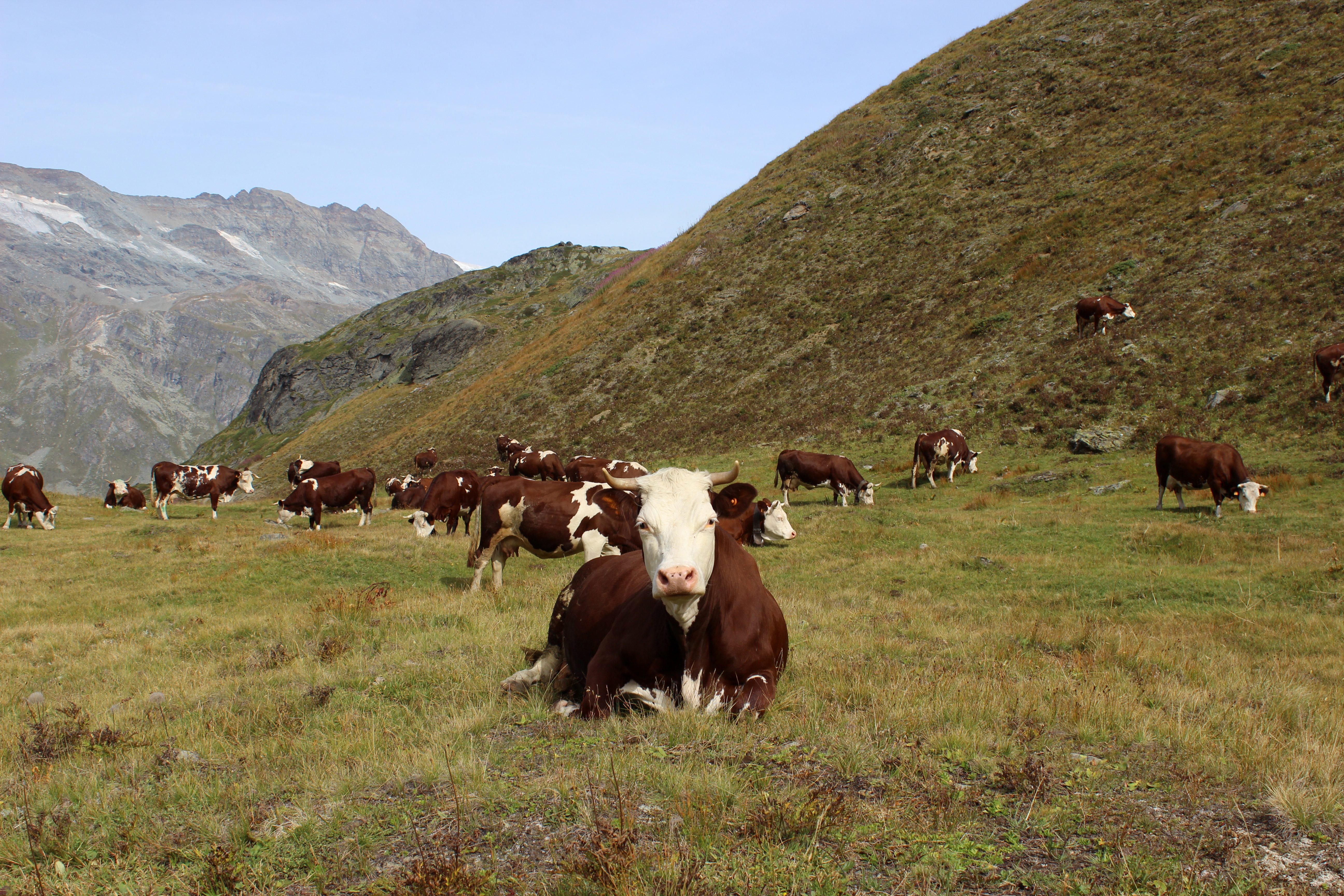 Fontina Dop: storia, produzione usi in cucina