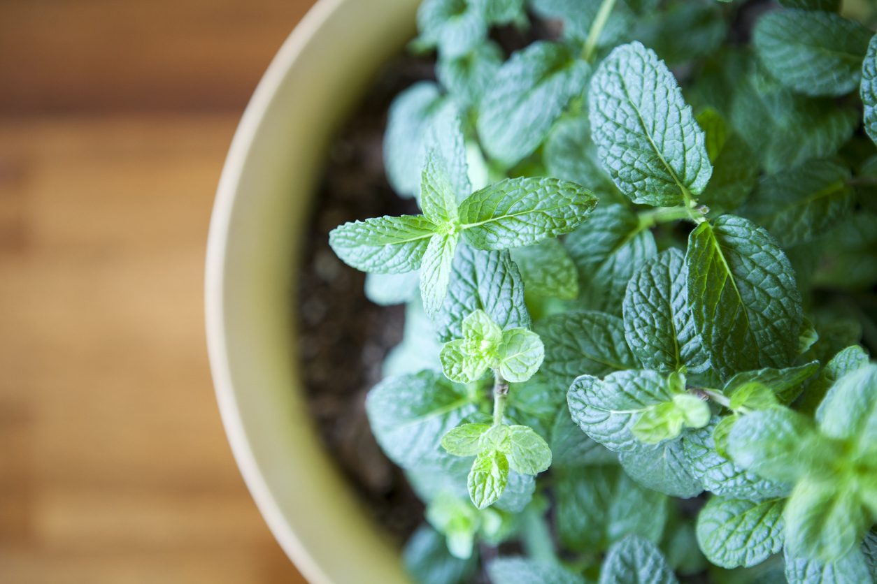 Rimedi naturali per la tosse: menta