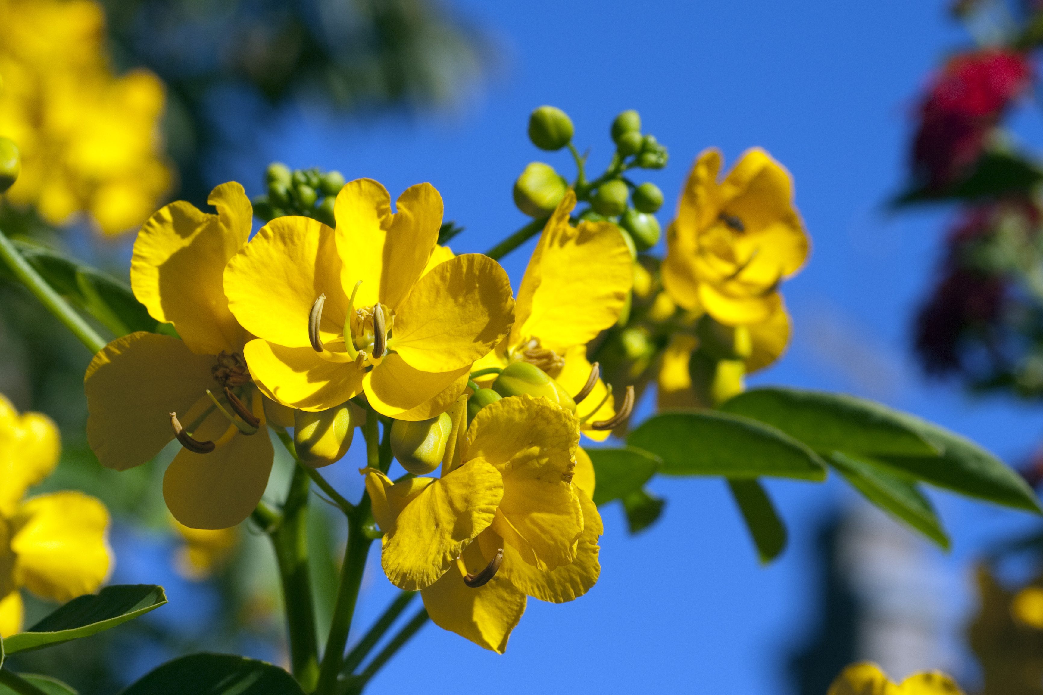 rimedi naturali, tisane digestive, tisana alla senna