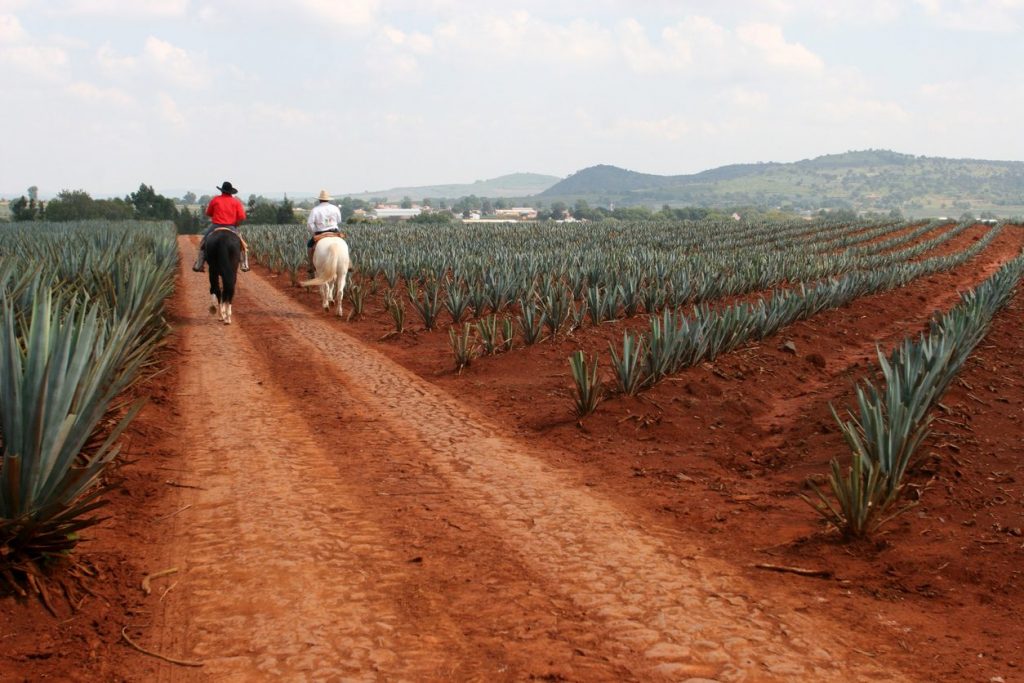 tequila-agave-come-si-fa