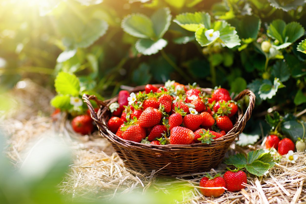 fragole: proprietà e benefici