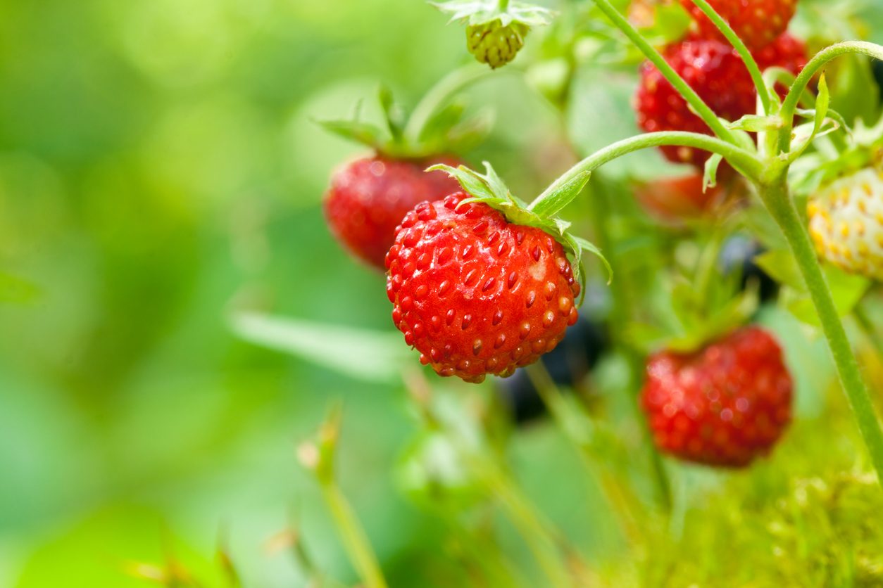 fragole: proprietà e benefici