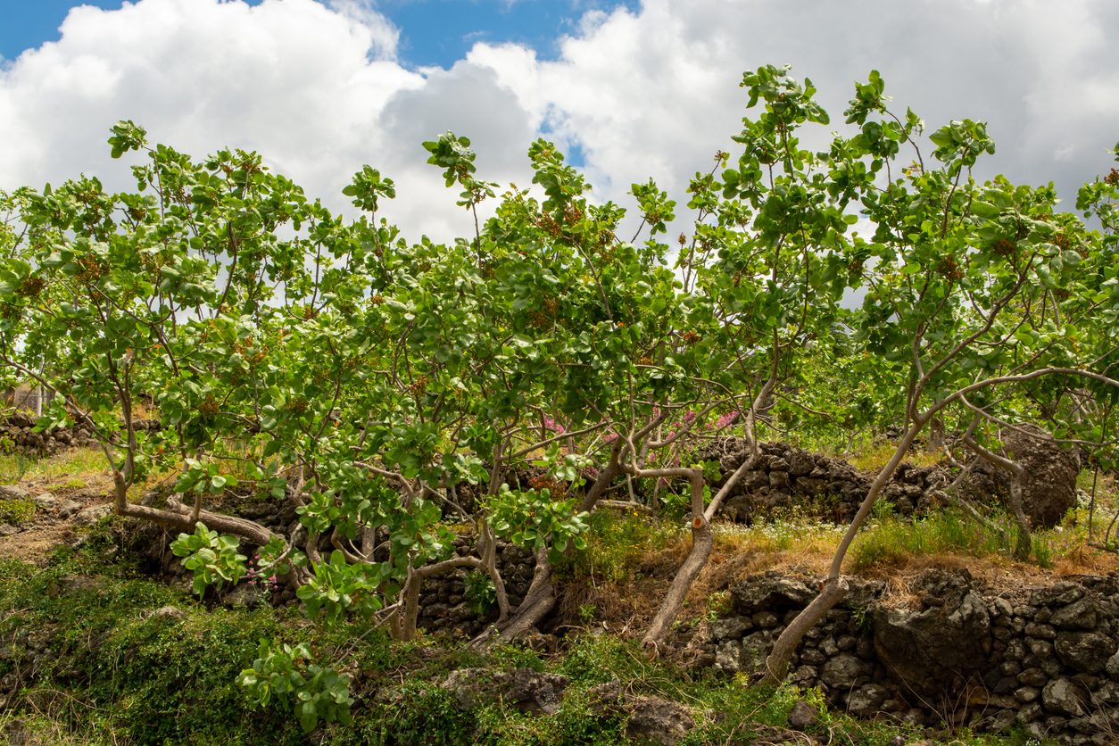 pistacchio di bronte dop