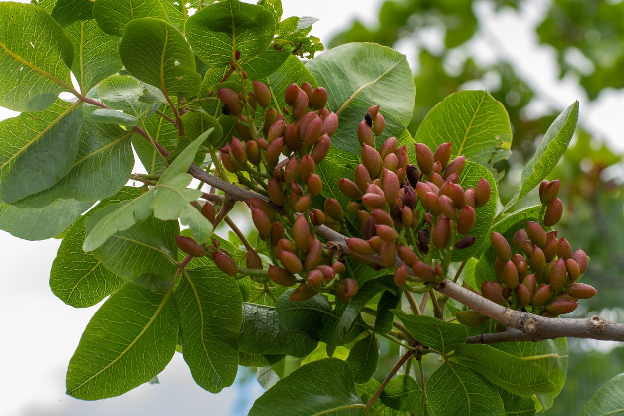 pistacchio di bronte dop