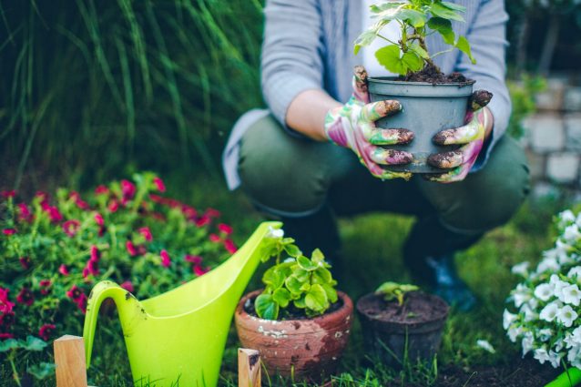Scarti alimentari: come usare i semi per coltivare le verdure in giardino