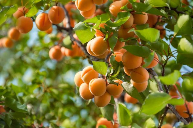 albicocche: proprietà e usi