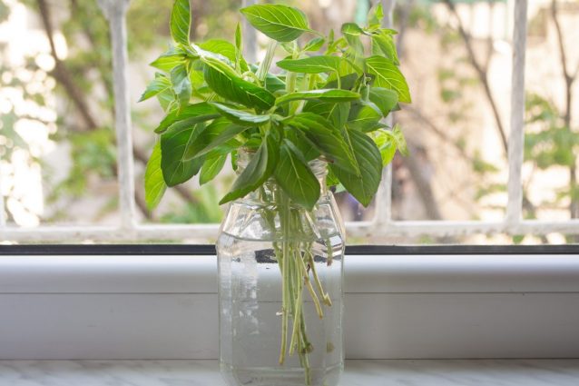 regrowing