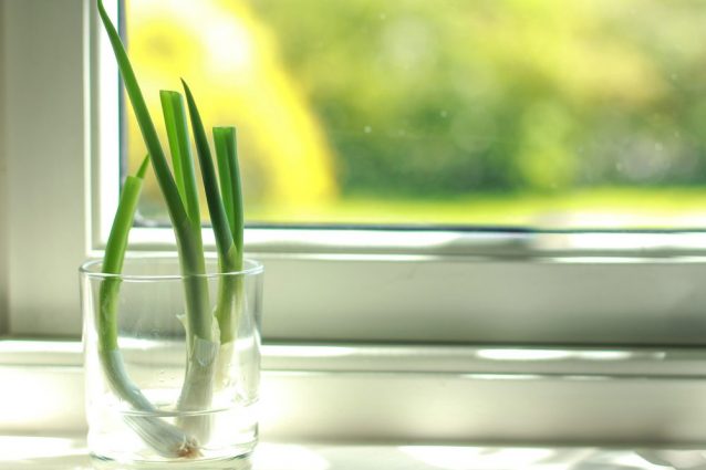 regrowing