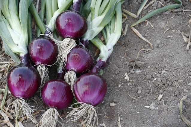 cipolla rossa: varietà e usi