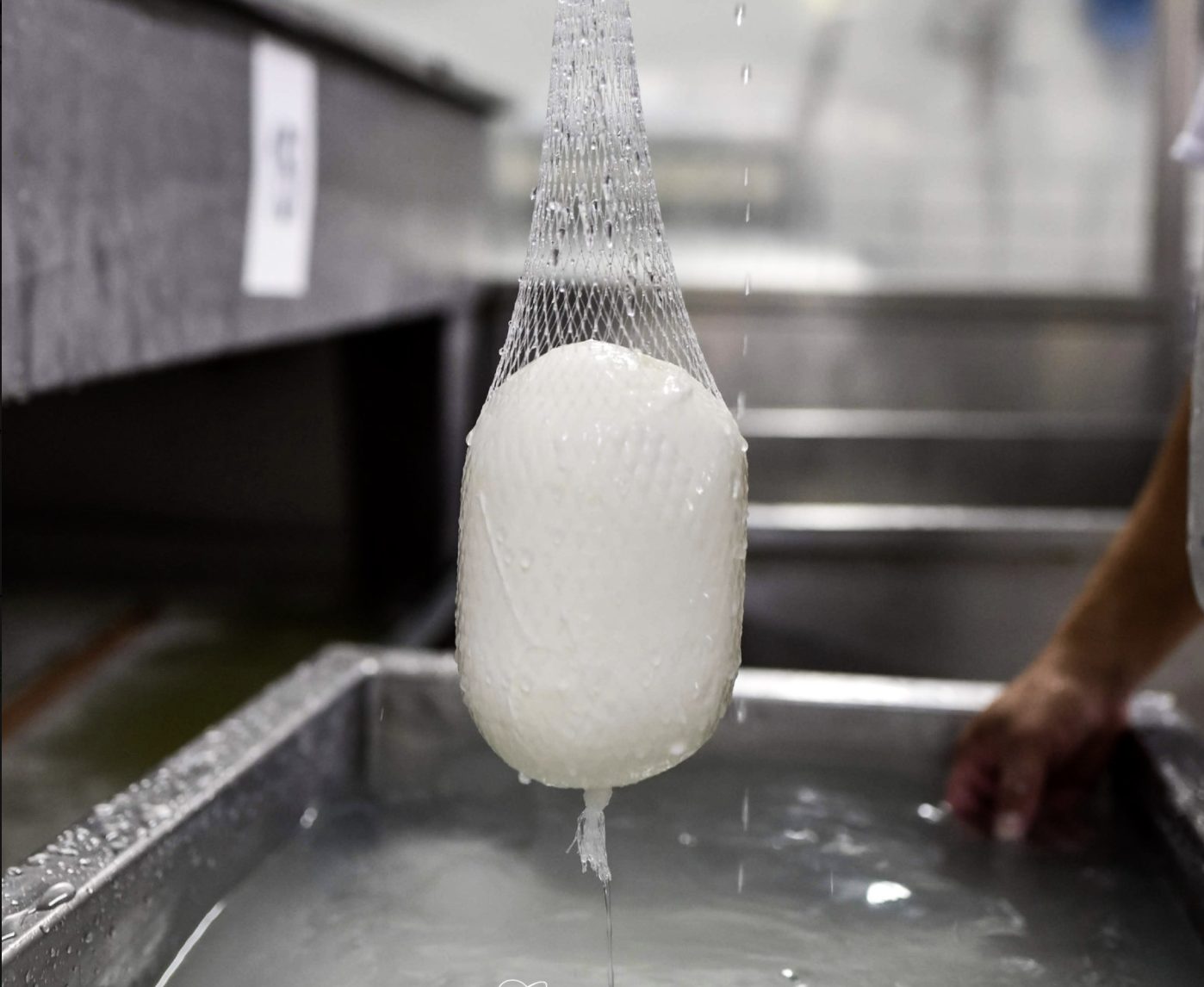 In foto non una mozzarella ma il loro cacio. Ph Aurora Scotto Di Minico