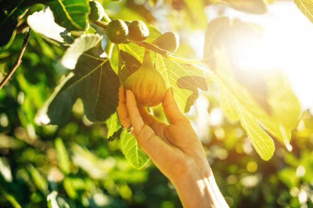 fichi: proprietà benefici e usi