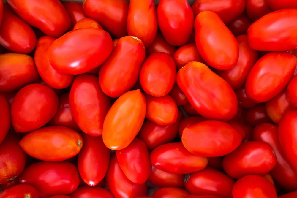 Passata di pomodoro: le varietà migliori di pomodoro con cui realizzarla