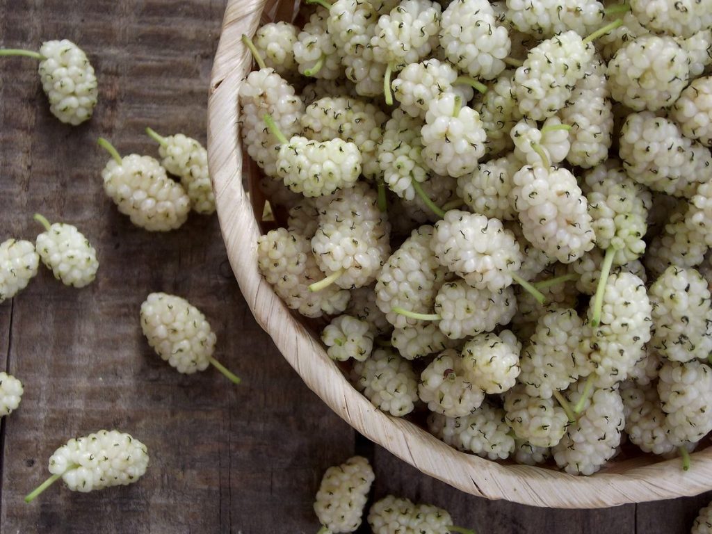 gelso bianco: proprietà