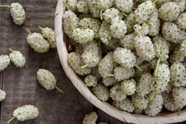 gelso bianco: proprietà