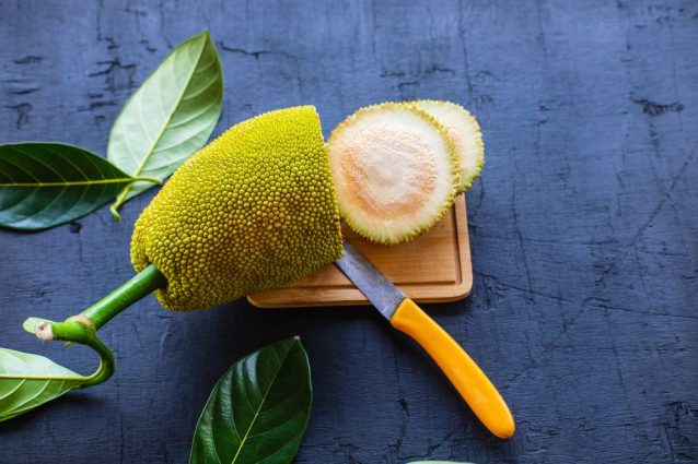 Cos'è l'Artocarpus, l'albero del pane