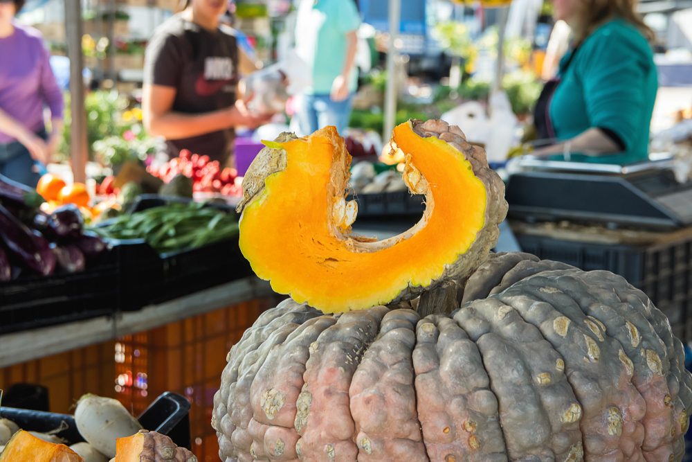 zucca e varietà