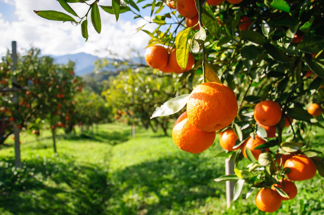 mandarino: proprietà e usi