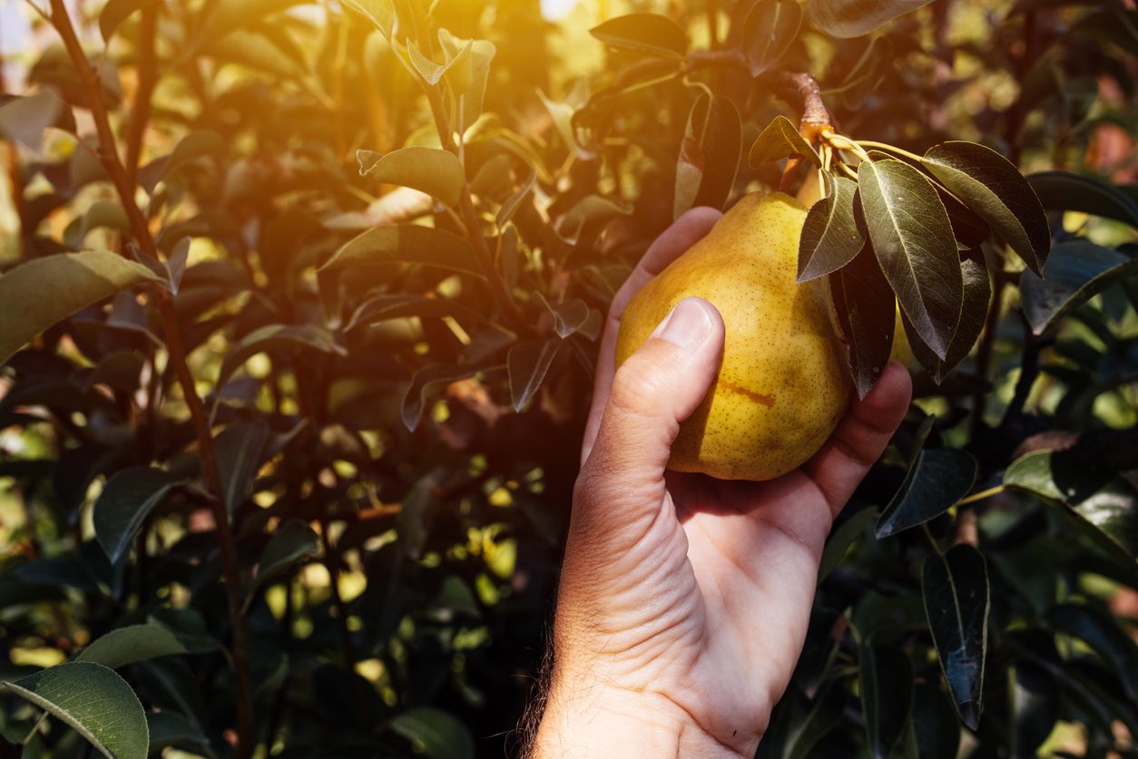 pere: proprietà, benefici e usi