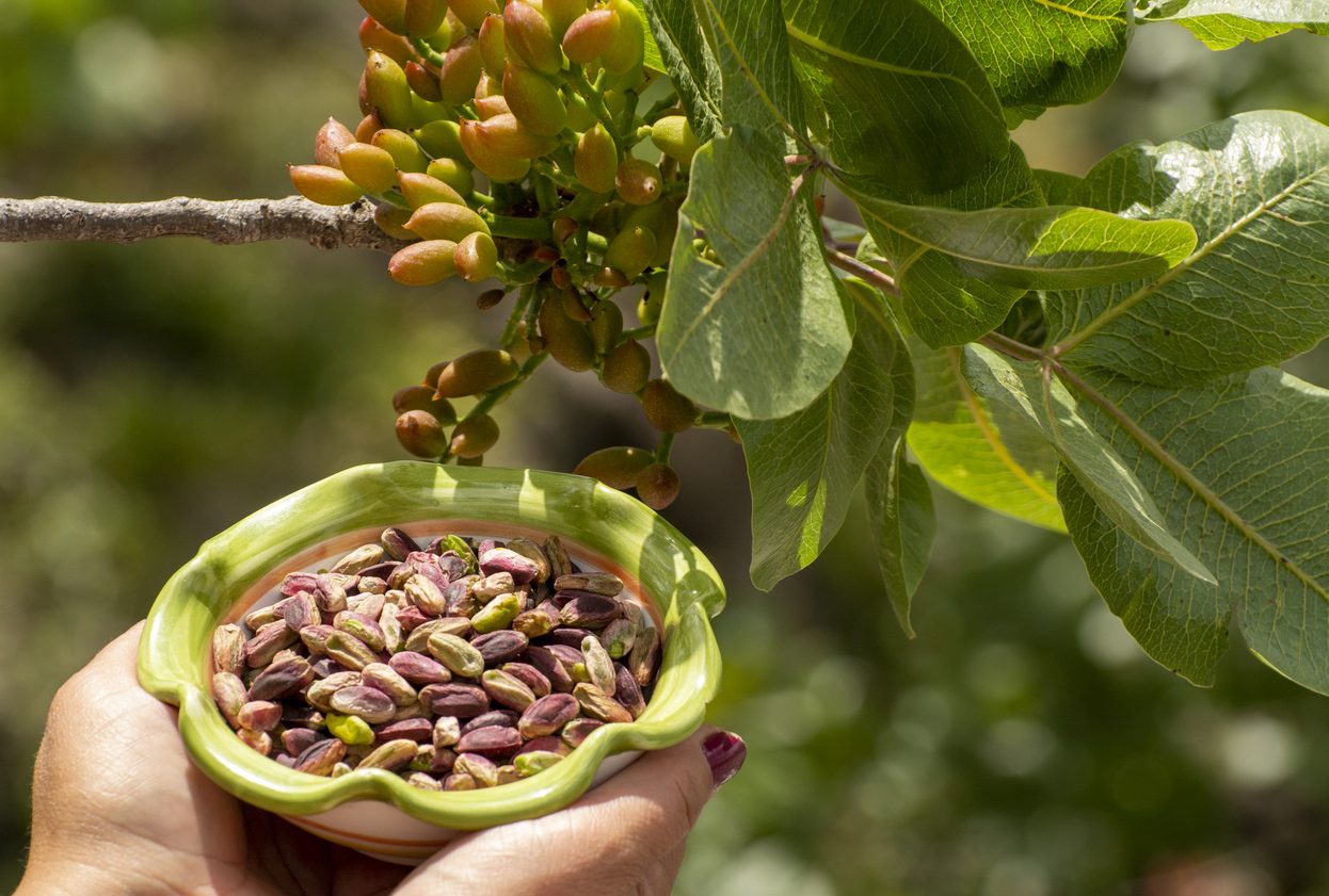 pistacchio: proprietà e usi
