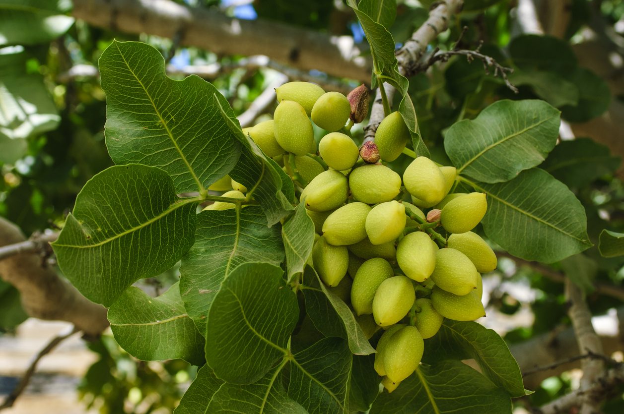 pistacchio: proprietà e usi