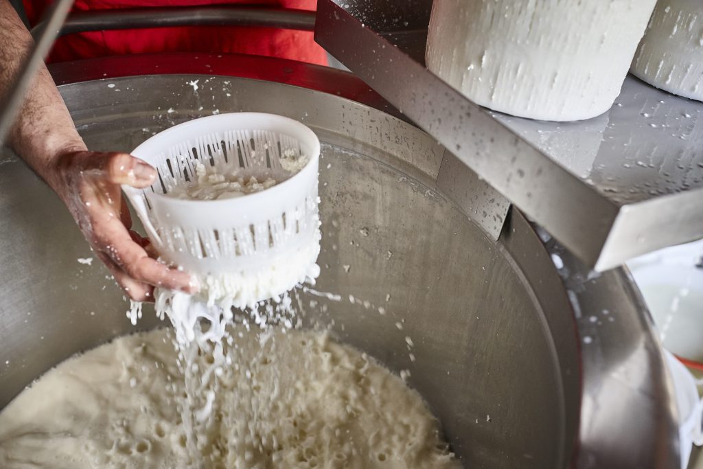 La lavorazione del cacioricotta di capra del Cilento nel laboratorio didattico dell’agriturismo I Moresani