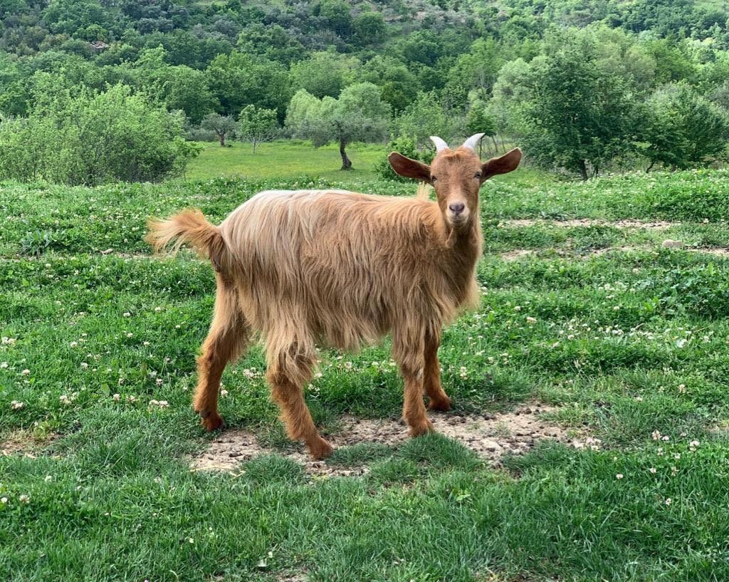Capra razza cilentana “Rossa” durante la fase di pascolo nella Tenuta Principe Mazzacane