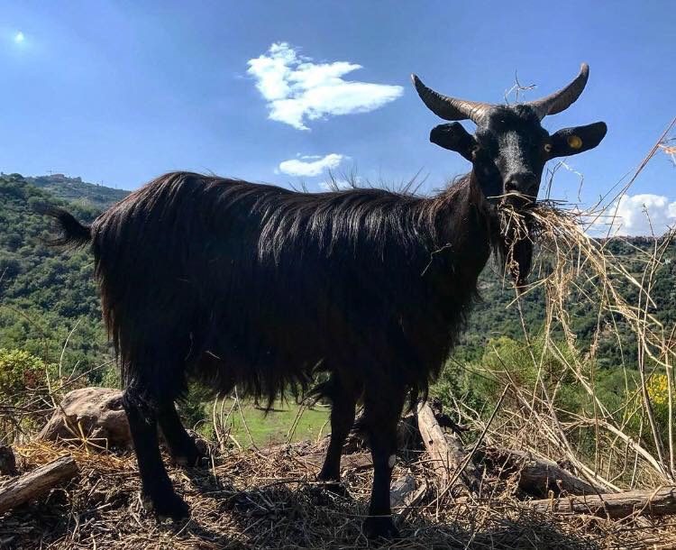 Capra razza cilentana “nera”