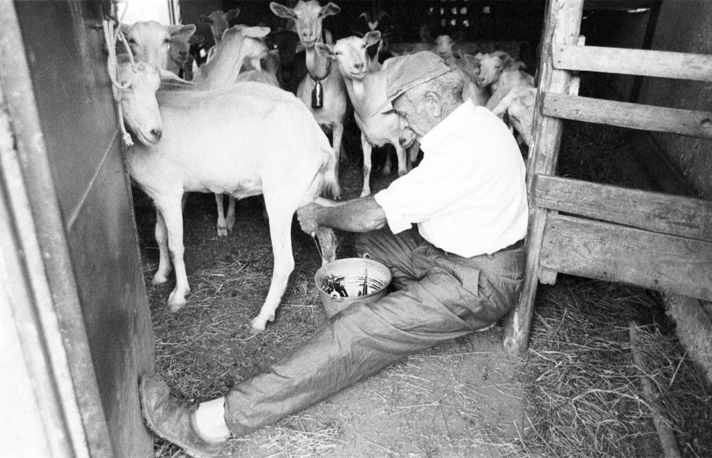 Il Signor Carmine Monzo nella fase di mungitura delle capre del Cilento