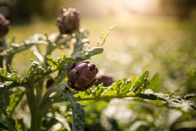 varietà carciofi