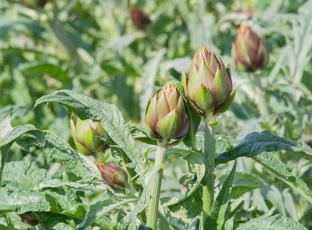 varietà carciofi