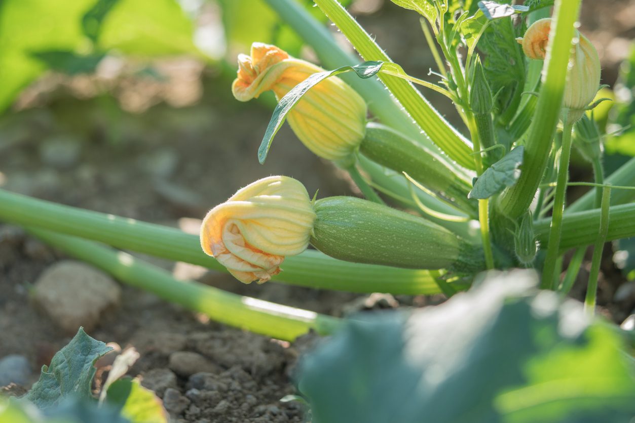 fiori di zucca: proprietà e usi