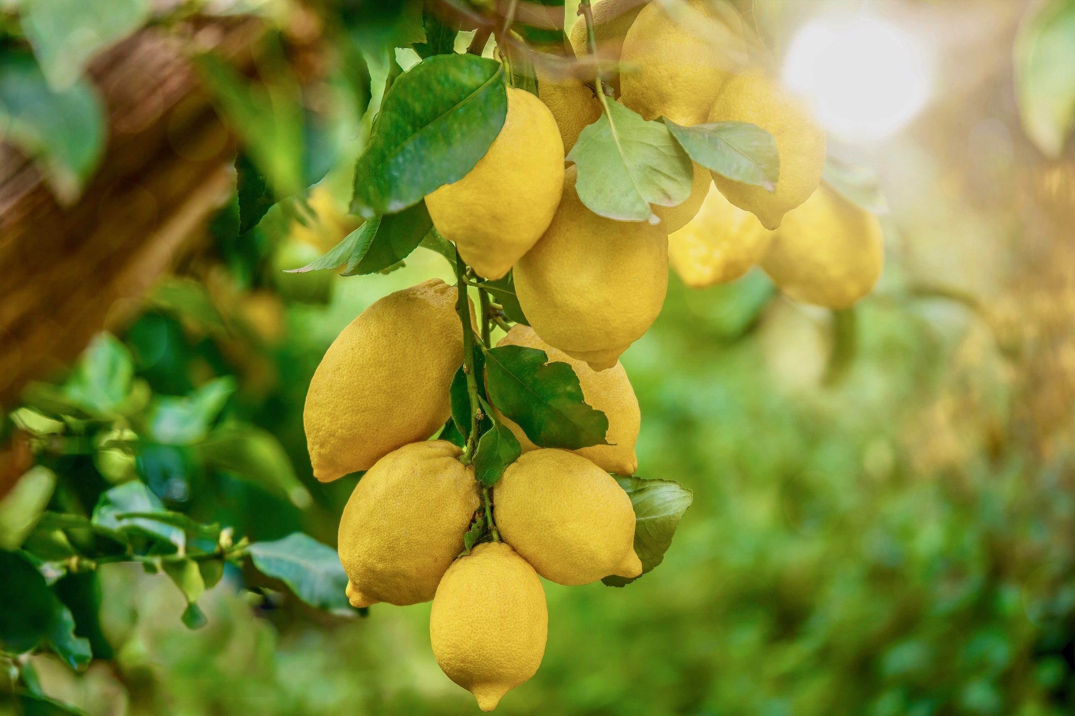 scarti-limoni-enea