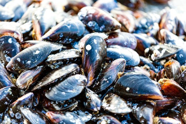 cozze-allevamenti-plastic-free