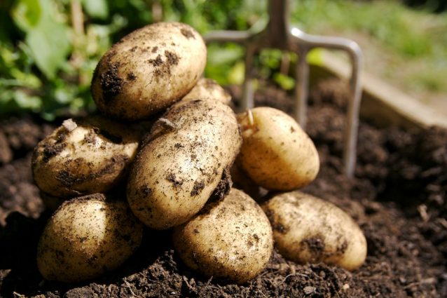 patate-storia-parmentier
