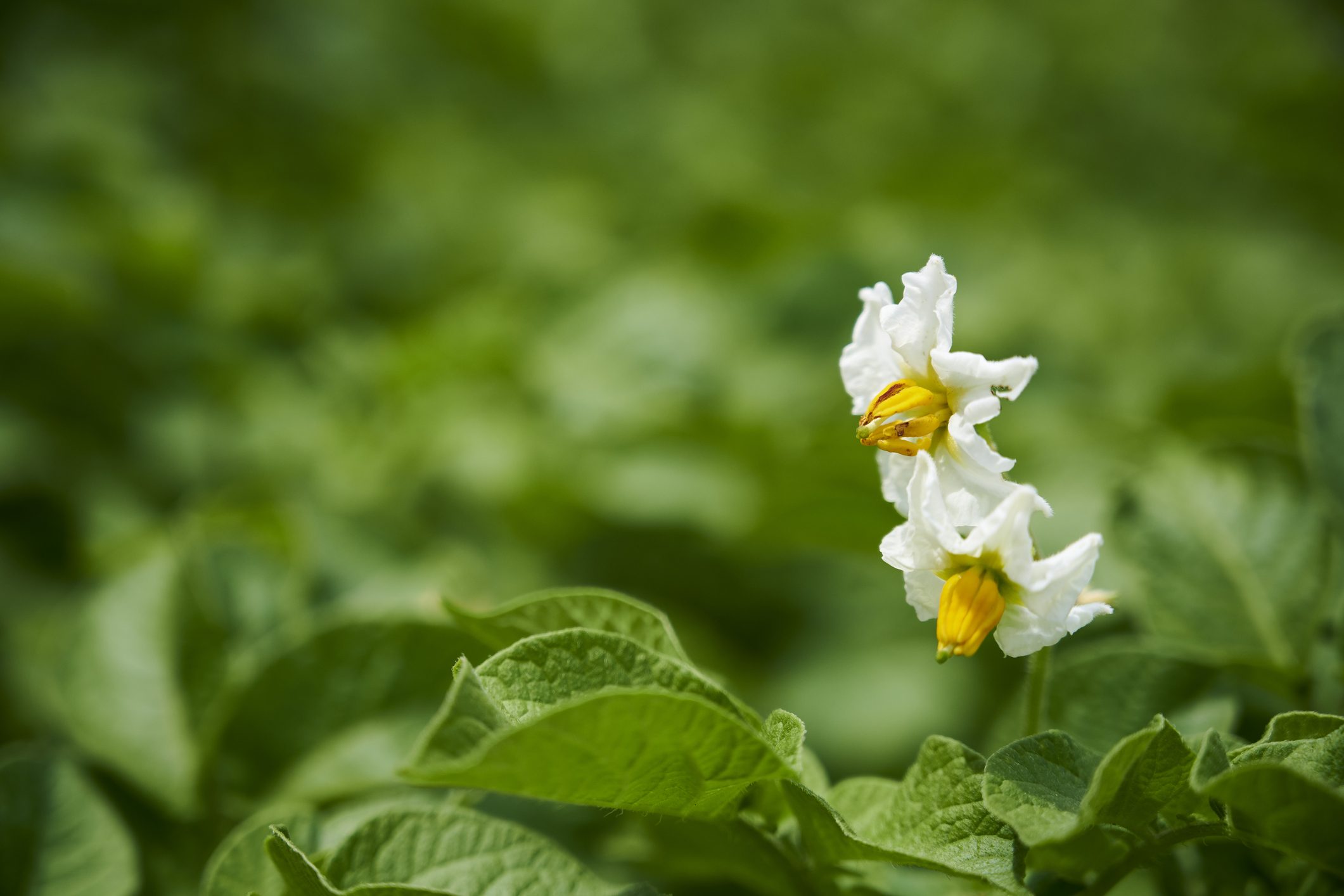 pianta-patate-storia
