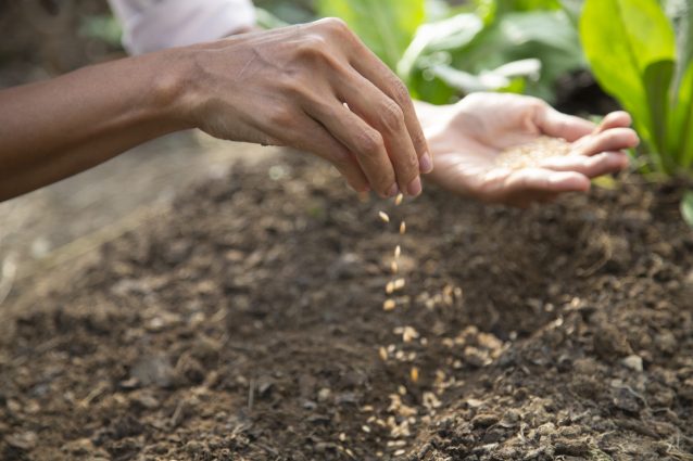 Sementi Indipendenti: il progetto per la salvaguardia della biodiversità agricola