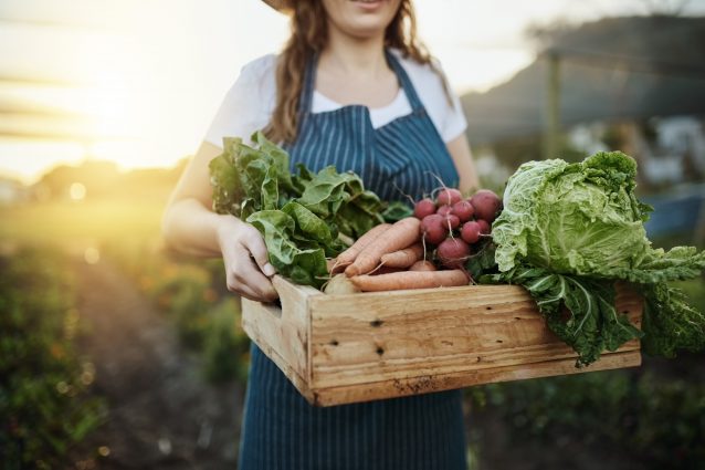 agriexperience turista diventa contadino