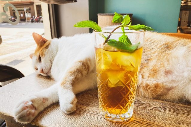 crazy-cat-cafè