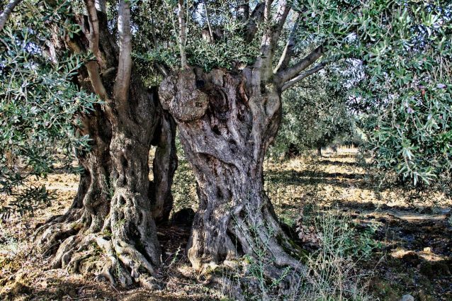 toscana progetto adotta un ulivo