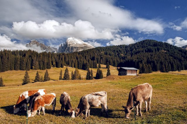 scuola per diventare malgari Alto Adige